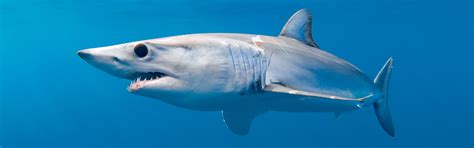 mako shark personality.